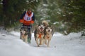 CIUMANI, ROMANIA Ã¢â¬â JANUARY 2016: Unindentified musher riding alaskan malamutes at Dog Sled competition in Ciumani, Romania